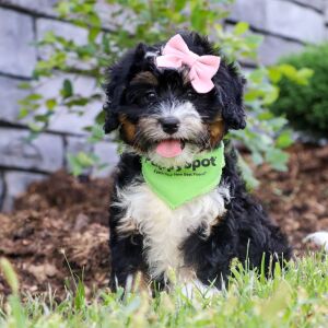 Bernedoodle Puppy Mindy