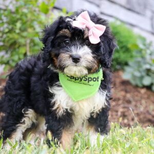 Bernedoodle Puppy Mindy