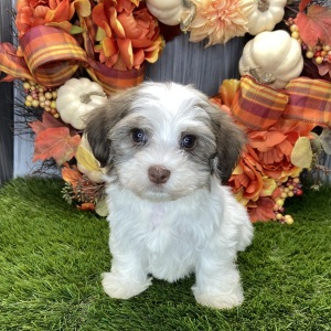 Havanese Puppy Romeo