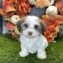 Havanese Puppy Romeo