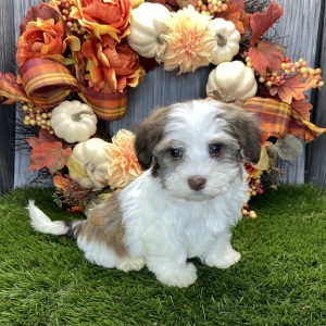 Havanese Puppy Romeo