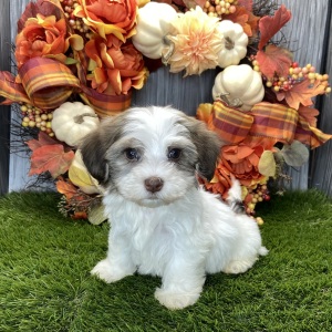 Havanese Puppy Romeo