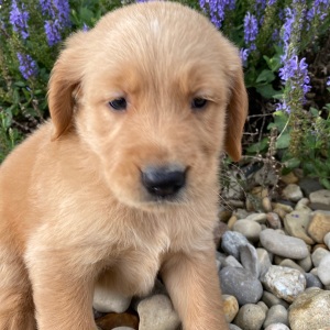 Golden Retriever Puppy Harrison