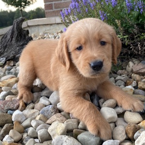 Golden Retriever Puppy Harrison