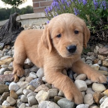 Golden Retriever Puppy Harrison