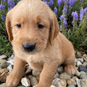 Golden Retriever Puppy Harrison