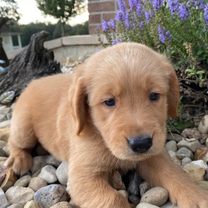 Golden Retriever Puppy Harrison