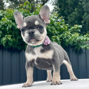 French Bulldog Puppy Nova