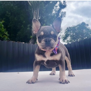 French Bulldog Puppy Nova