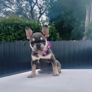 French Bulldog Puppy Nova