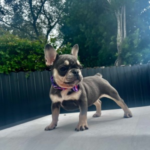 French Bulldog Puppy Nova