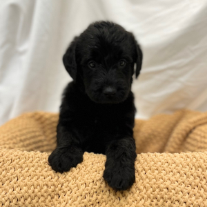 Labradoodle Puppy Mert
