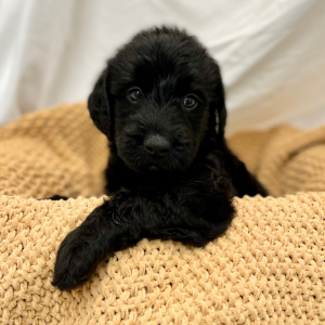 Labradoodle Puppy Mert