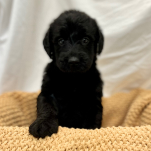 Labradoodle Puppy Mert