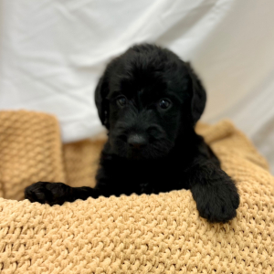 Labradoodle Puppy Mert