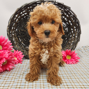 Poodle Puppy Jasmine