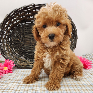 Poodle Puppy Jasmine