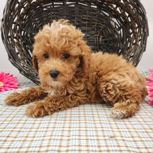 Poodle Puppy Jasmine