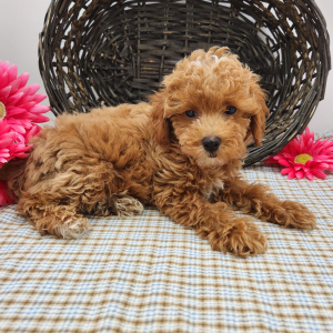 Poodle Puppy Jasmine
