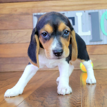 Beagle Puppy Anabell