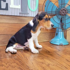 Beagle Puppy Anabell