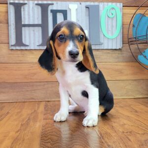 Beagle Puppy Anabell