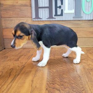 Beagle Puppy Anabell