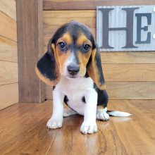 Beagle Puppy Anabell