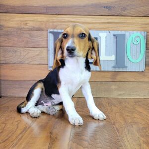 Beagle Puppy Anabell
