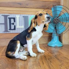 Beagle Puppy Anabell