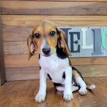 Beagle Puppy Anabell