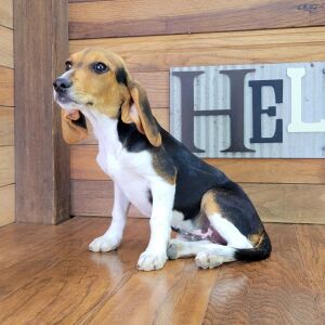 Beagle Puppy Anabell