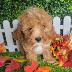 Cavapoo Puppy Lissie