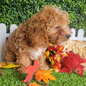 Cavapoo Puppy Lissie