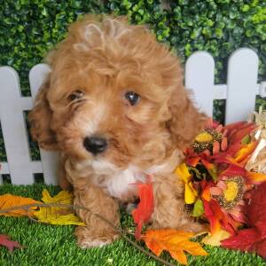 Cavapoo Puppy Lissie