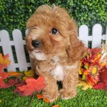 Cavapoo Puppy Lissie