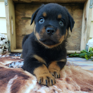 Rottweiler Puppy Lola
