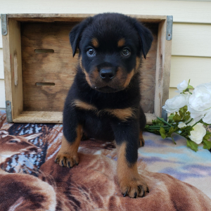 Rottweiler Puppy Lola