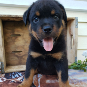 Rottweiler Puppy Lola