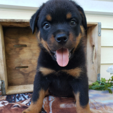 Rottweiler Puppy Lola