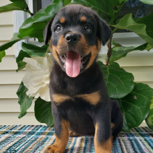 Rottweiler Puppy Lola