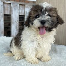 Shihpoo Puppy Isaac