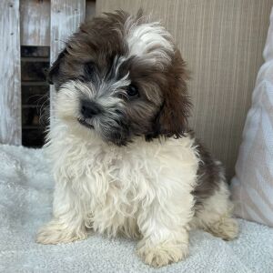 Shihpoo Puppy Isaac