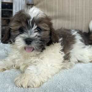 Shihpoo Puppy Isaac