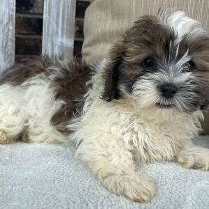 Shihpoo Puppy Isaac