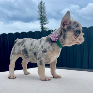 French Bulldog Puppy Luna