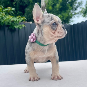 French Bulldog Puppy Luna