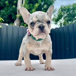 French Bulldog Puppy Luna