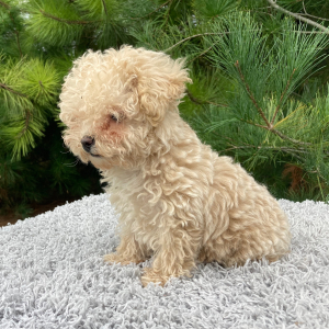 Poodle Puppy Toby
