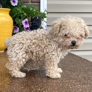 Poodle Puppy Toby